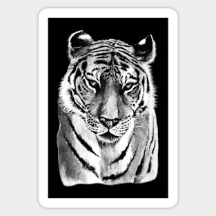 Tiger Watercolor in Black and White Sticker